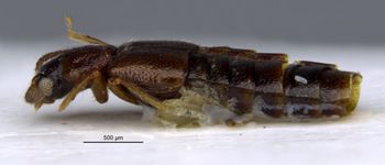 Media type: image;   Entomology 6567 Aspect: habitus lateral view